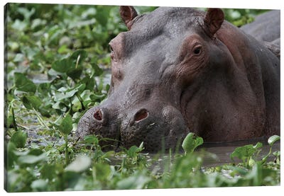 Common Hippopotamus , Or Hippo - Close-Up - Murchison Falls, Mf National Park, Uganda, East Africa Canvas Art Print - Hippopotamus Art