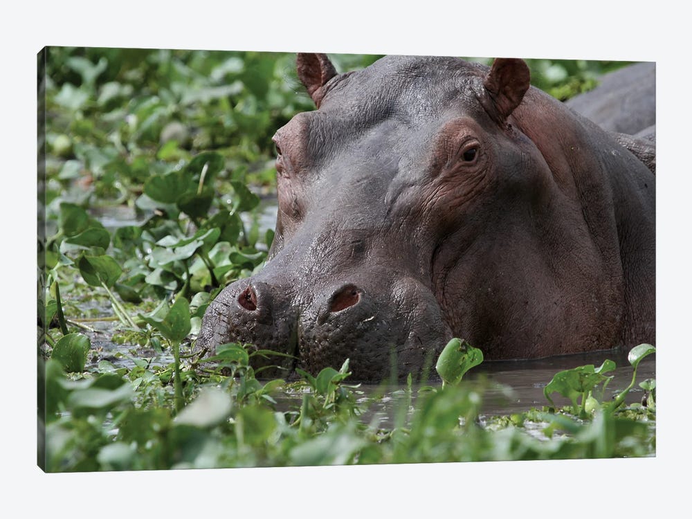 Common Hippopotamus , Or Hippo - Close-Up - Murchison Falls, Mf National Park, Uganda, East Africa by Ramona Heiner 1-piece Canvas Print