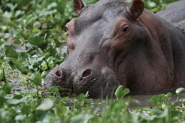 Ramona Heiner: Common Hippopotamus , Or Hippo - Close-Up - Murchison Falls, Mf National Park, Uganda, East Africa by Ramona Heiner