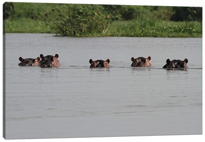 "The Spy-Gang" - Common Hippopotamus , Or Hippo - Victoria Nile Delta, Mf National Park, Uganda Canvas Art Print - Art by Native American & Indigenous Artists