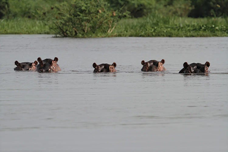 "The Spy-Gang" - Common Hippopotamus , Or Hippo - Victoria Nile Delta, Mf National Park, Uganda