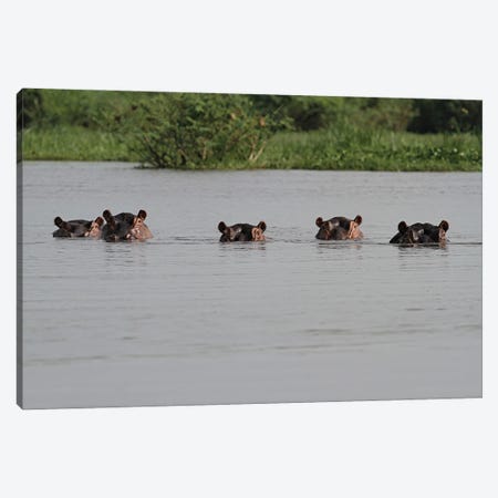 "The Spy-Gang" - Common Hippopotamus , Or Hippo - Victoria Nile Delta, Mf National Park, Uganda Canvas Print #RHR66} by Ramona Heiner Canvas Print