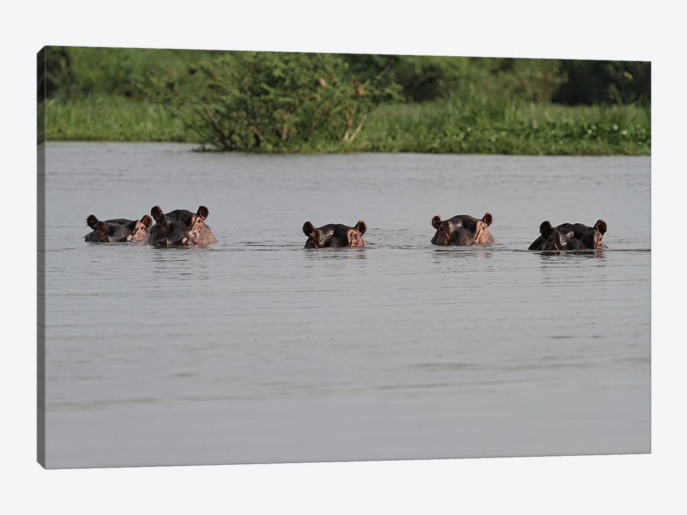 "The Spy-Gang" - Common Hippopotamus , Or Hippo - Victoria Nile Delta, Mf National Park, Uganda by Ramona Heiner 1-piece Canvas Wall Art