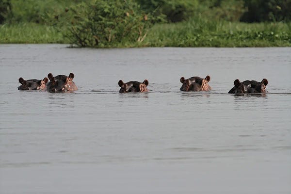 Hippopotamuses: "The Spy-Gang" - Common Hippopotamus , Or Hippo - Victoria Nile Delta, Mf National Park, Uganda by Ramona Heiner