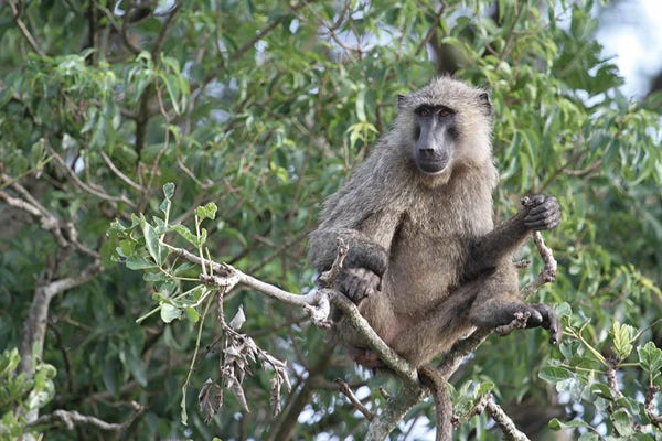 Ramona Heiner: "The Observer"- Olive Baboon  - Victoria Nile Delta, Murchison Falls National Park, Uganda, East Africa by Ramona Heiner