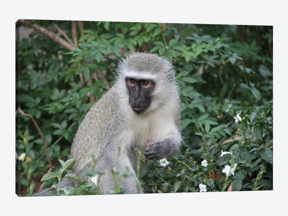 Vervet Monkey  - Mpumalanga, South Africa by Ramona Heiner 1-piece Canvas Artwork
