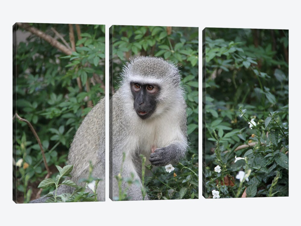Vervet Monkey  - Mpumalanga, South Africa by Ramona Heiner 3-piece Canvas Artwork