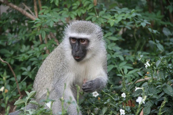 Ramona Heiner: Vervet Monkey  - Mpumalanga, South Africa by Ramona Heiner