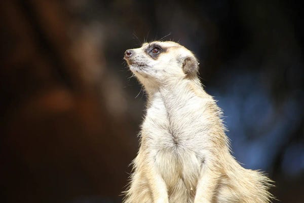 Ramona Heiner: Meerkat  - South Africa by Ramona Heiner
