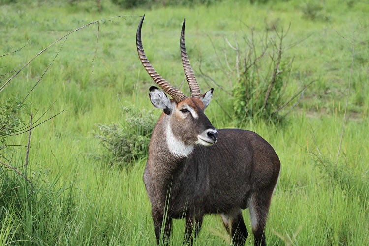 Ugandan Defassa Waterbuck  - Murchison Falls National Park, Uganda, East Africa