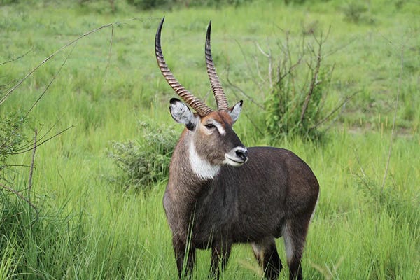 Ramona Heiner: Ugandan Defassa Waterbuck  - Murchison Falls National Park, Uganda, East Africa by Ramona Heiner