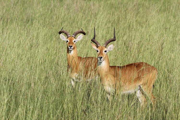 Ugandan Kob  - Murchison Falls National Park, Uganda, East Africa