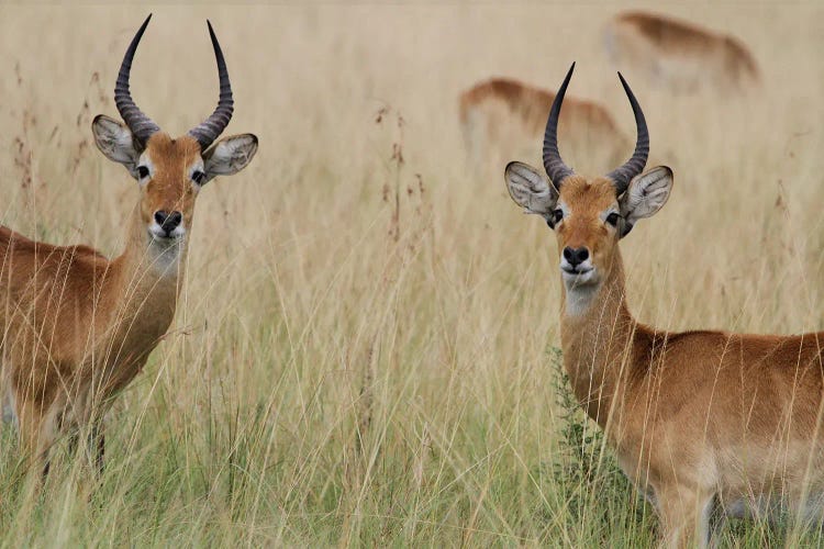 "The Look-Alikes"- Ugandan Kob  - Ishasha Sector In The Queen Elizabeth National Park In Uganda, East Africa