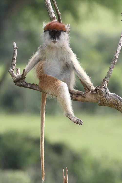 "Hussar Monkey"- Patas Monkey  - Murchison Falls National Park, Uganda, East Africa