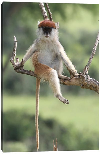 "Hussar Monkey"- Patas Monkey  - Murchison Falls National Park, Uganda, East Africa Canvas Art Print - Ramona Heiner