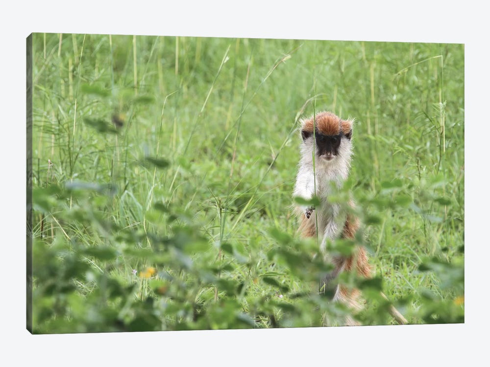 "The Shy One"- Patas Monkey  - Murchison Falls National Park, Uganda, East Africa by Ramona Heiner 1-piece Canvas Print