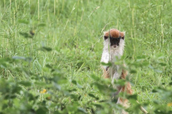Ramona Heiner: "The Shy One"- Patas Monkey  - Murchison Falls National Park, Uganda, East Africa by Ramona Heiner