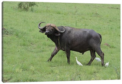 African Buffalo Or Cape Buffalo  - Murchison Falls National Park, Uganda, East Africa Canvas Art Print - Ramona Heiner