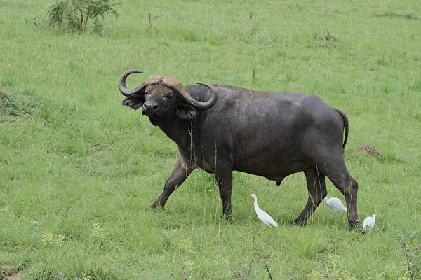 Ramona Heiner: African Buffalo Or Cape Buffalo  - Murchison Falls National Park, Uganda, East Africa by Ramona Heiner