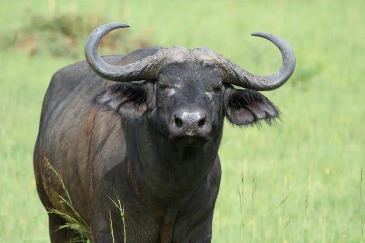 African Buffalo Or Cape Buffalo  - Close-Up - Murchison Falls National Park, Uganda, East Africa