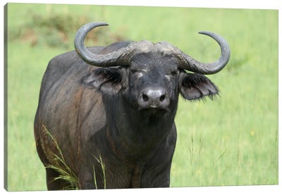African Buffalo Or Cape Buffalo  - Close-Up - Murchison Falls National Park, Uganda, East Africa Canvas Art Print