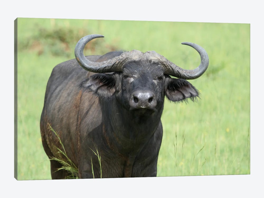 African Buffalo Or Cape Buffalo  - Close-Up - Murchison Falls National Park, Uganda, East Africa by Ramona Heiner 1-piece Art Print