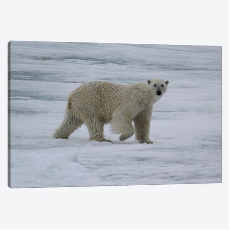 Polar Bear  - Male Polar Bear - Svalbard, Norway Canvas Print #RHR77} by Ramona Heiner Canvas Art