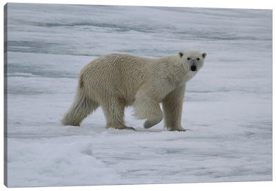 Polar Bear  - Male Polar Bear - Svalbard, Norway Canvas Art Print - Svalbard