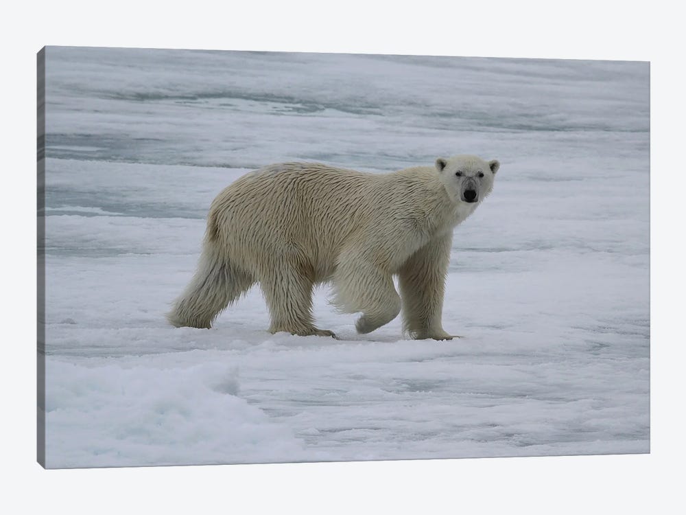 Polar Bear  - Male Polar Bear - Svalbard, Norway by Ramona Heiner 1-piece Canvas Wall Art
