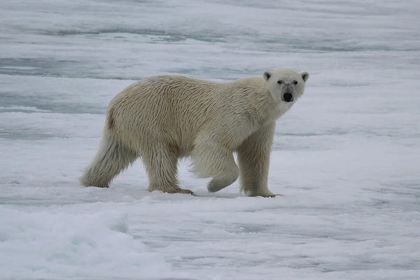 Ramona Heiner: Polar Bear  - Male Polar Bear - Svalbard, Norway by Ramona Heiner