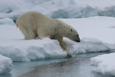"Slow Dive Into The Water" - Polar Bear  - Male Polar Bear - Svalbard, Norway by Ramona Heiner framed wall art