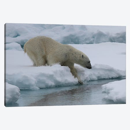 "Slow Dive Into The Water" - Polar Bear  - Male Polar Bear - Svalbard, Norway Canvas Print #RHR78} by Ramona Heiner Canvas Art Print