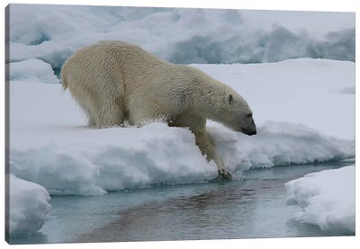 "Slow Dive Into The Water" - Polar Bear  - Male Polar Bear - Svalbard, Norway Canvas Art Print - Art by Native American & Indigenous Artists