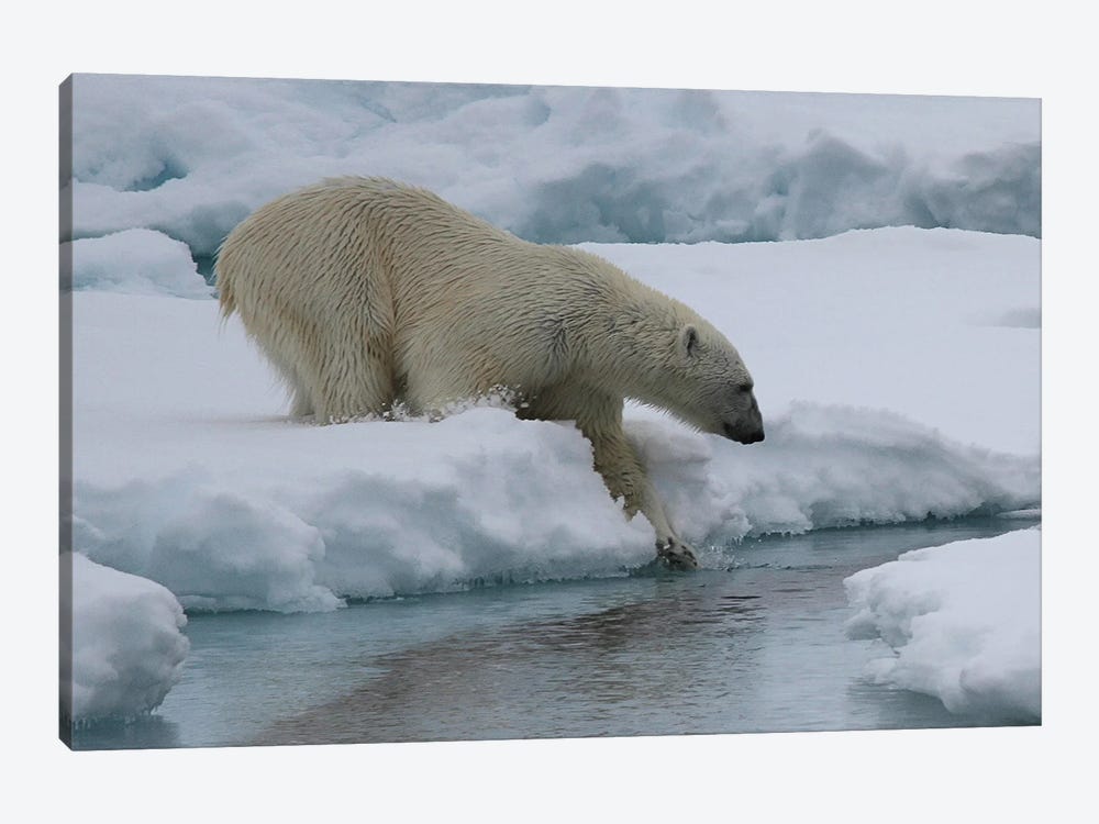 "Slow Dive Into The Water" - Polar Bear  - Male Polar Bear - Svalbard, Norway by Ramona Heiner 1-piece Canvas Art Print