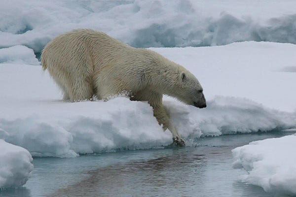 Ramona Heiner: "Slow Dive Into The Water" - Polar Bear  - Male Polar Bear - Svalbard, Norway by Ramona Heiner
