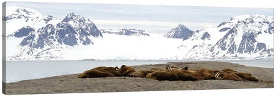 Walrus Colony - Walrus  - Sarstangen, Svalbard, Norway, Europe Canvas Art Print - Art by Native American & Indigenous Artists