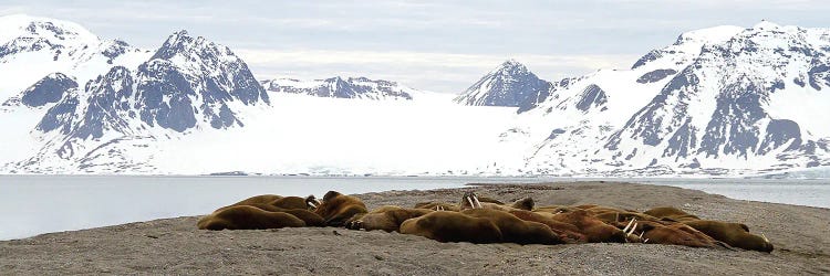 Walrus Colony - Walrus  - Sarstangen, Svalbard, Norway, Europe