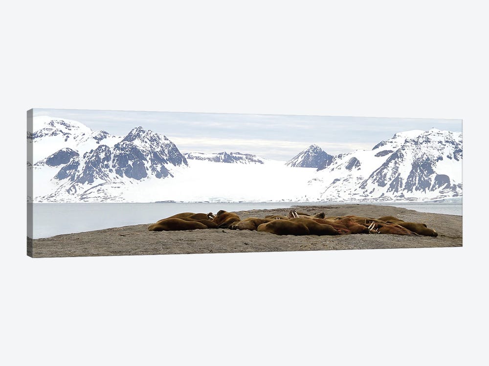 Walrus Colony - Walrus  - Sarstangen, Svalbard, Norway, Europe by Ramona Heiner 1-piece Canvas Artwork