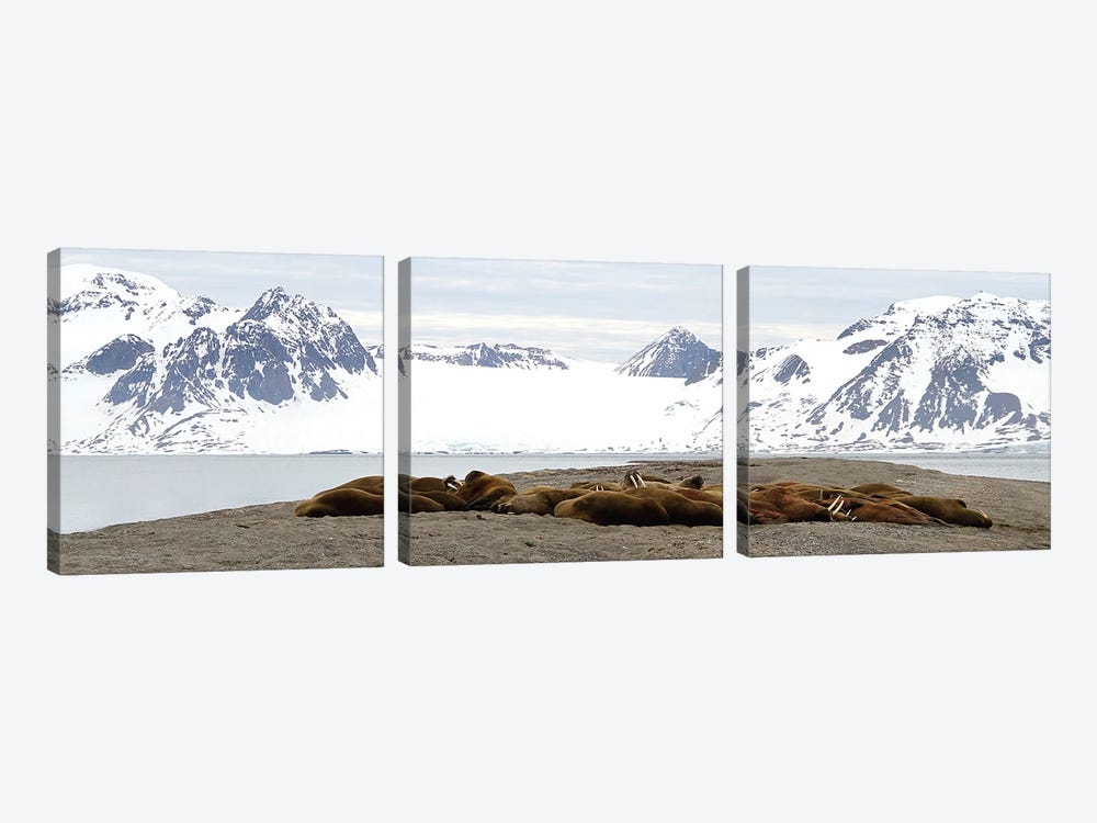Walrus Colony - Walrus  - Sarstangen, Svalbard, Norway, Europe by Ramona Heiner 3-piece Canvas Wall Art
