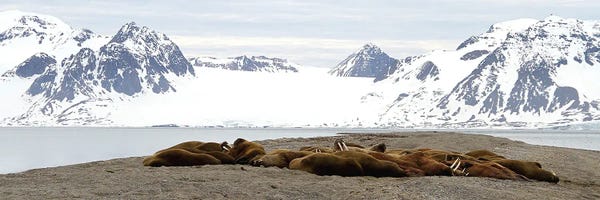 Ramona Heiner: Walrus Colony - Walrus  - Sarstangen, Svalbard, Norway, Europe by Ramona Heiner
