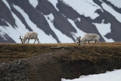 Svalbard Reindeer  - Alkhornet, Isfjorden, Svalbard, Norway, Europe by Ramona Heiner framed wall art
