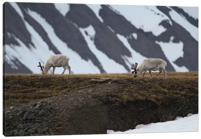 Svalbard Reindeer  - Alkhornet, Isfjorden, Svalbard, Norway, Europe Canvas Art Print - Ramona Heiner