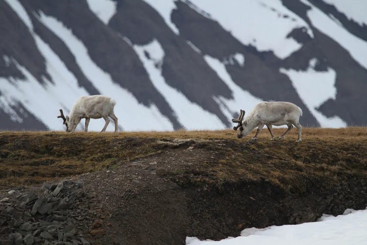 Svalbard Reindeer  - Alkhornet, Isfjorden, Svalbard, Norway, Europe