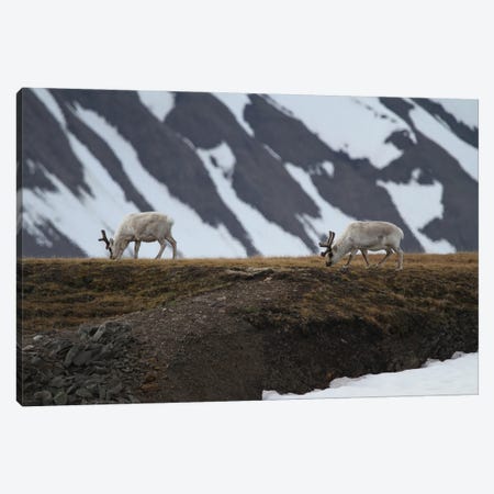 Svalbard Reindeer  - Alkhornet, Isfjorden, Svalbard, Norway, Europe Canvas Print #RHR80} by Ramona Heiner Canvas Wall Art