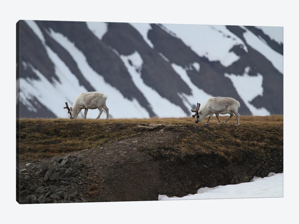 Svalbard Reindeer  - Alkhornet, Isfjorden, Svalbard, Norway, Europe by Ramona Heiner 1-piece Canvas Artwork