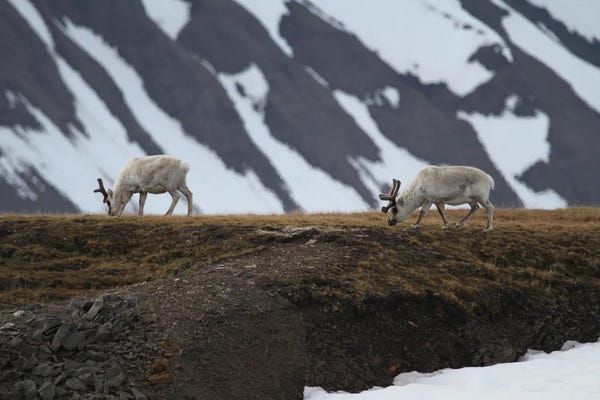 Ramona Heiner: Svalbard Reindeer  - Alkhornet, Isfjorden, Svalbard, Norway, Europe by Ramona Heiner