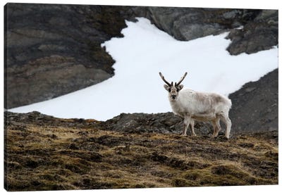 "Curious" - Svalbard Reindeer  - Alkhornet, Isfjorden, Svalbard, Norway, Europe Canvas Art Print - Norway Art