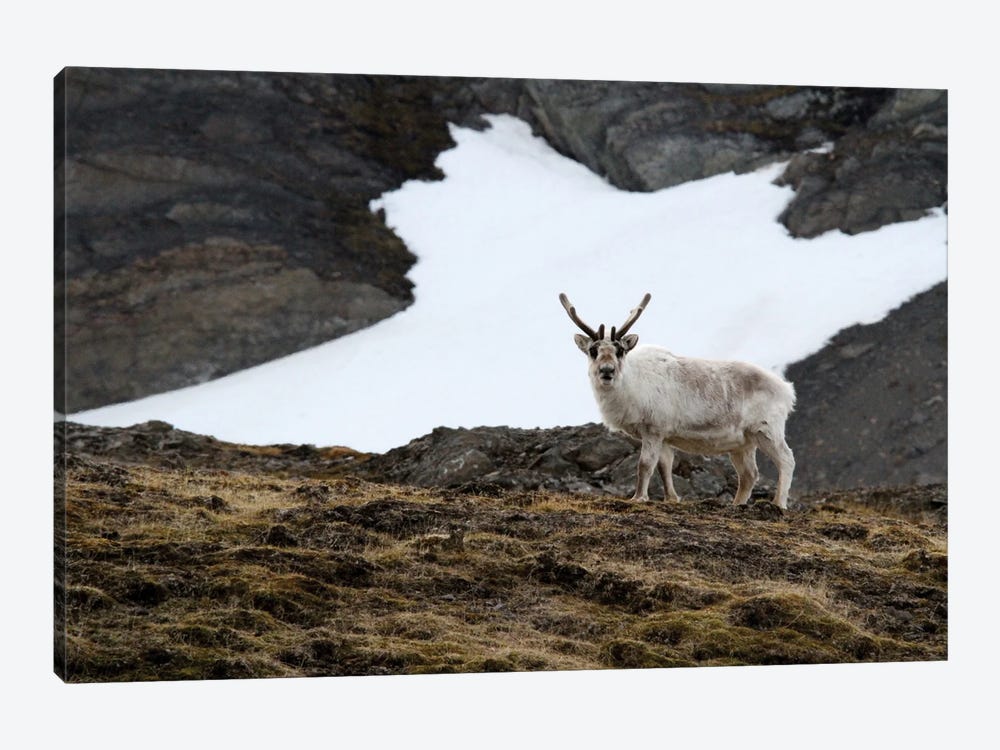 "Curious" - Svalbard Reindeer  - Alkhornet, Isfjorden, Svalbard, Norway, Europe by Ramona Heiner 1-piece Canvas Art Print