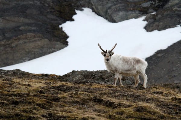 Ramona Heiner: "Curious" - Svalbard Reindeer  - Alkhornet, Isfjorden, Svalbard, Norway, Europe by Ramona Heiner