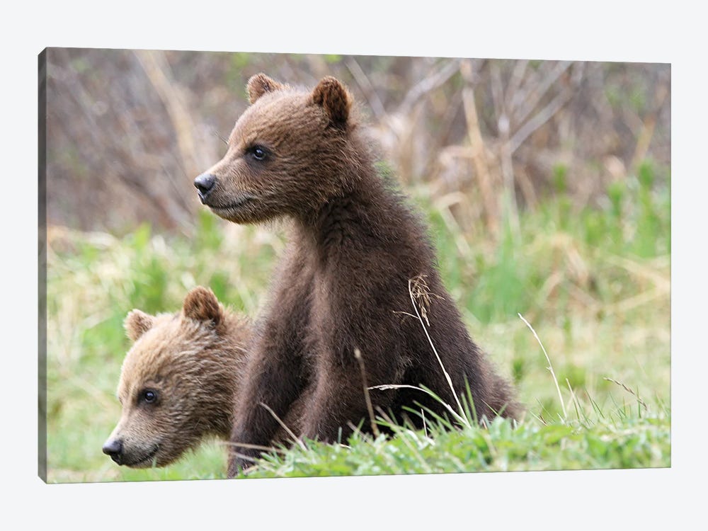 Grizzly Bear  -Cubs -Bow Lake, Banff Np, Alberta, Canada by Ramona Heiner 1-piece Canvas Artwork